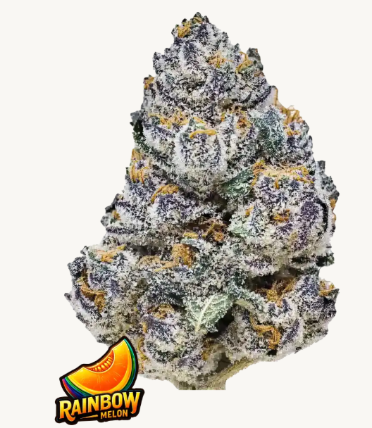 RAINBOW MELON FEMS PLUS FAST BUDS FREEBIE