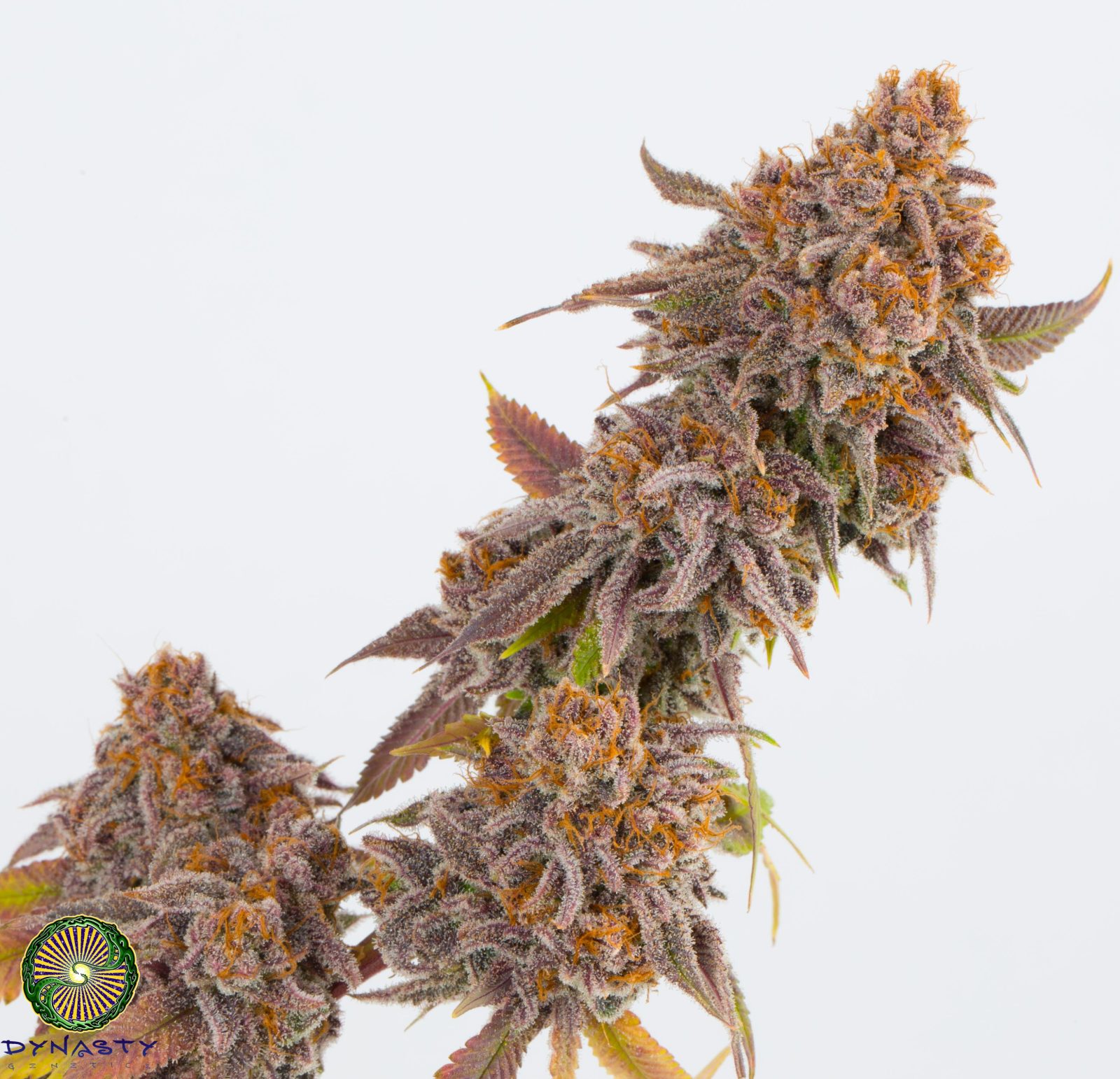 SALMON RIVER OG V2 REGS PLUS DYNASTY GRAPEFRUIT MAGOO REG FREEBIE