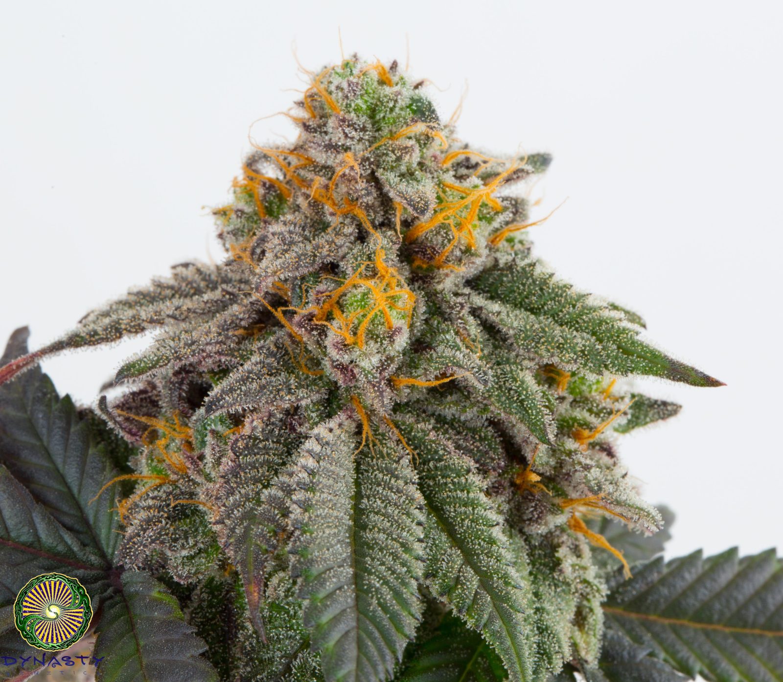 SALMON RIVER OG V2 REGS PLUS DYNASTY GRAPEFRUIT MAGOO REG FREEBIE - Image 2