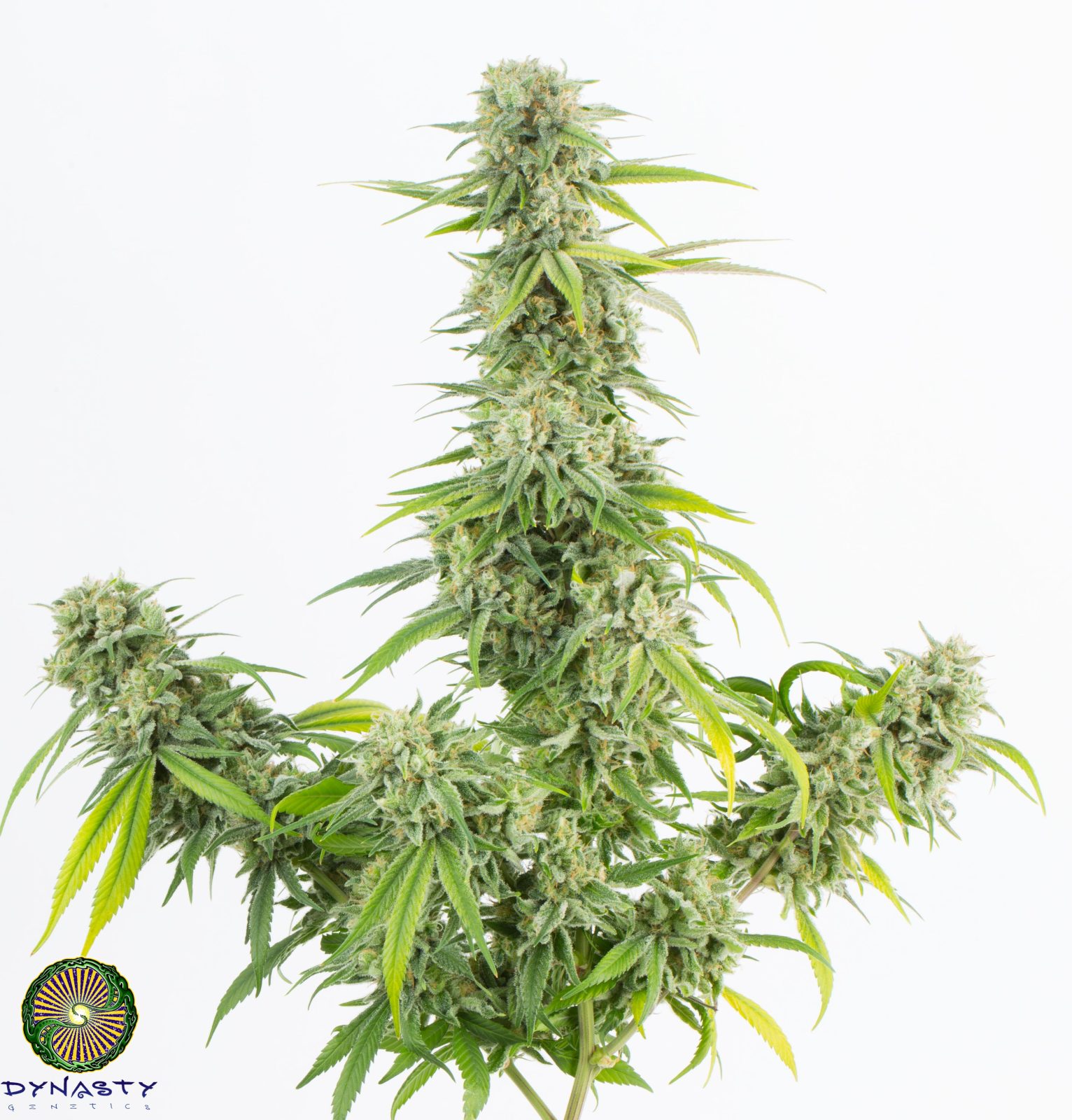 KIWI V2 REGS PLUS DYNASTY GRAPEFRUIT MAGOO REG FREEBIES - Image 2