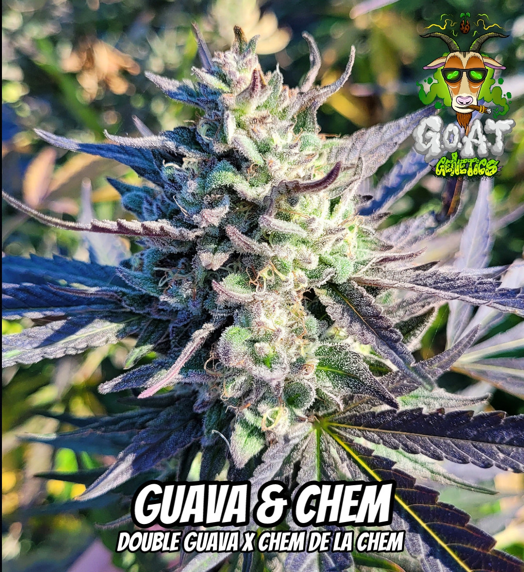 GUAVA & CHEM 5ct AUTOFLOWER