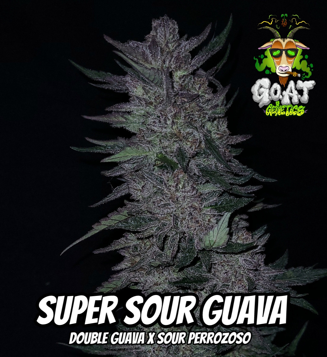 SUPER SOUR GUAVA 5ct AUTOFLOWER