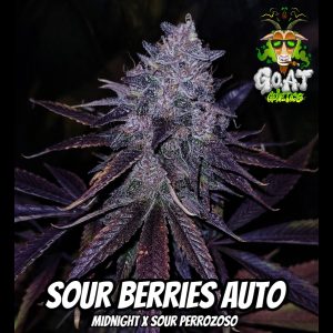 SOUR BERRIES 5ct AUTOFLOWER