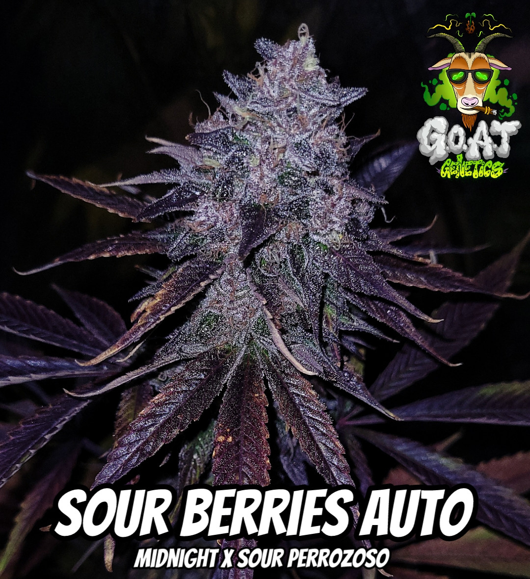 SOUR BERRIES 5ct AUTOFLOWER