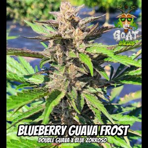 Blueberry Guava Frost - 5ct AUTOFLOWER