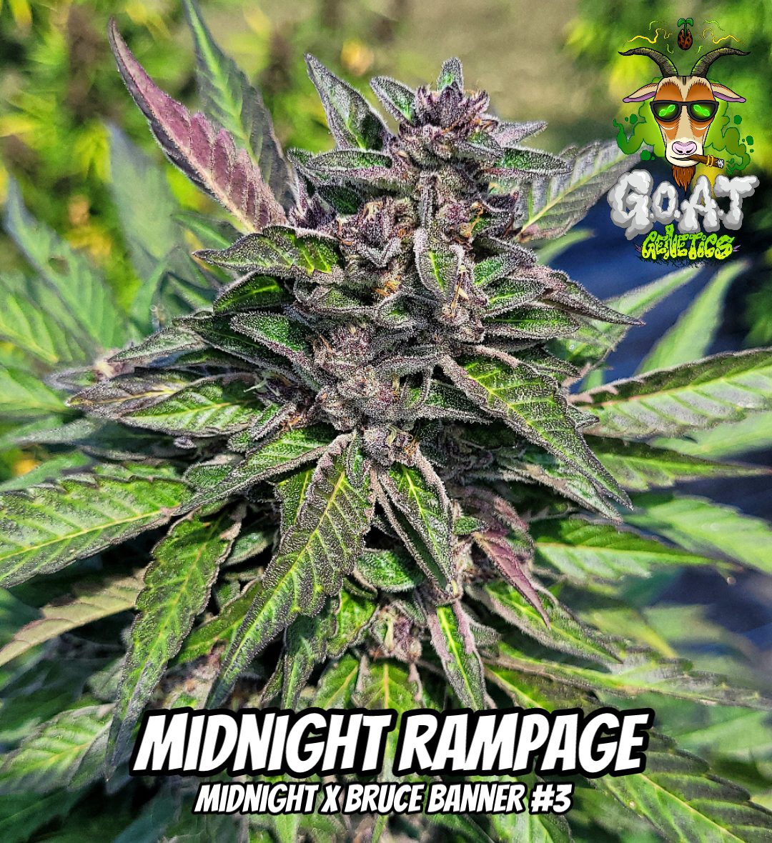 Midnight Rampage - 5ct AUTOFLOWER