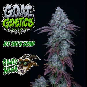Goats Breath — G.O.A.T Genetics - 5ct Fems