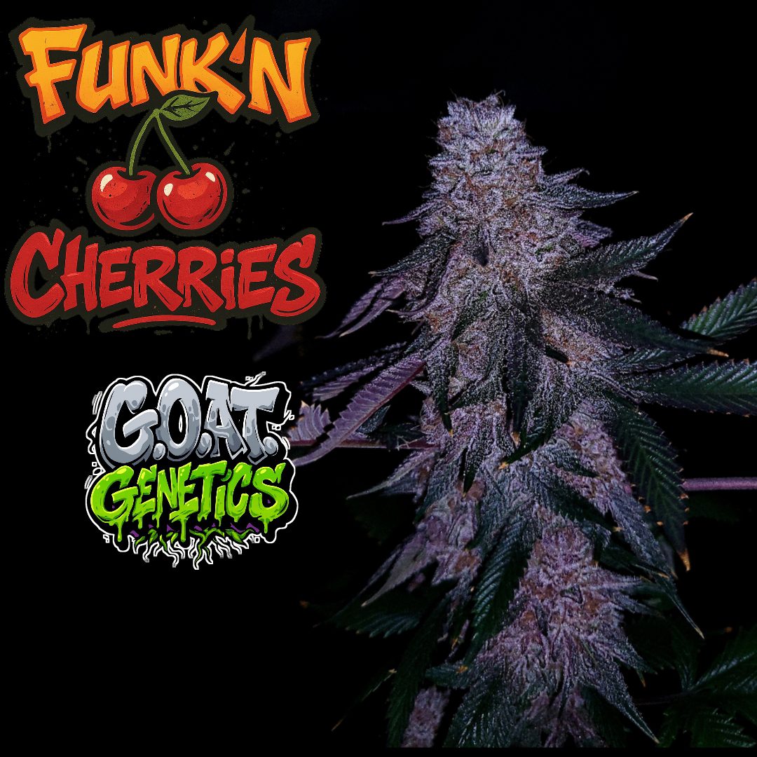FUNK’N CHERRIES — G.O.A.T Genetics Unreleased - 5ct Fems