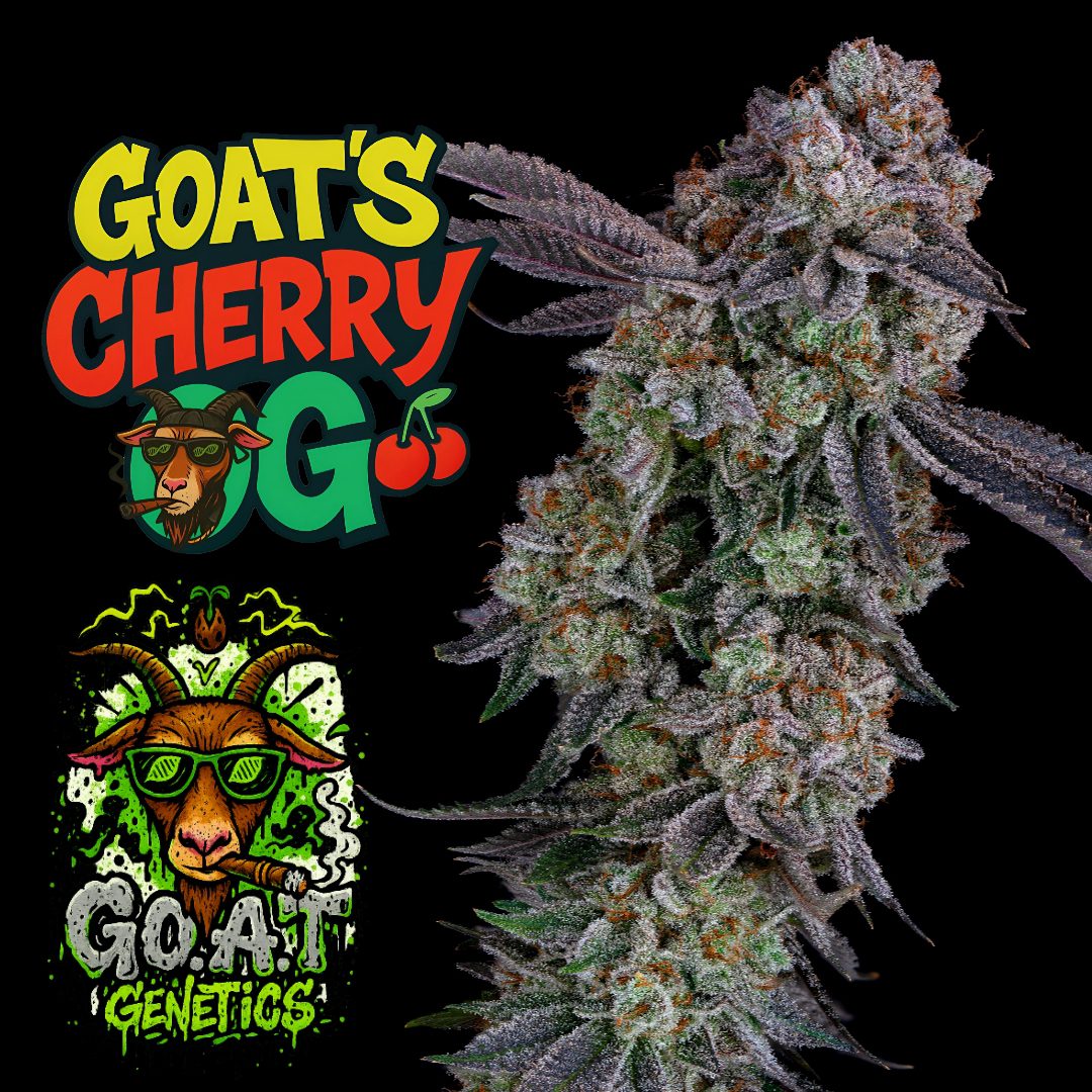 Goats Cherry OG — G.O.A.T Genetics Unreleased - 5ct Fems