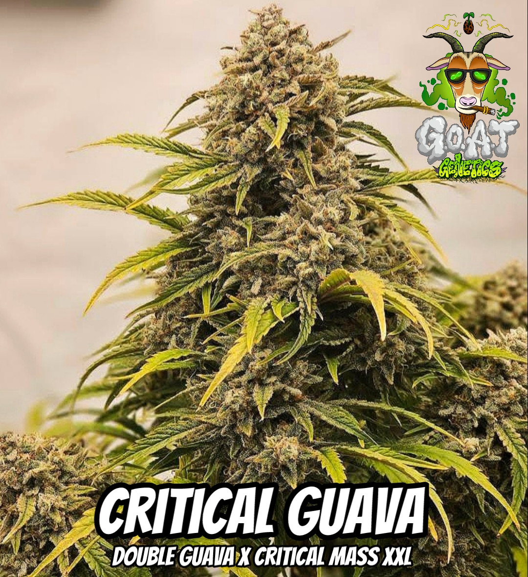 CRITICAL GUAVA 5ct AUTOFLOWER