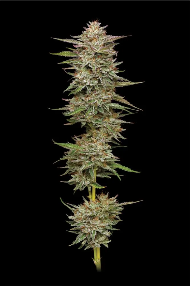 BANANA OG AUTOFLOWER - Image 2