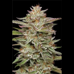 BANANA OG AUTOFLOWER