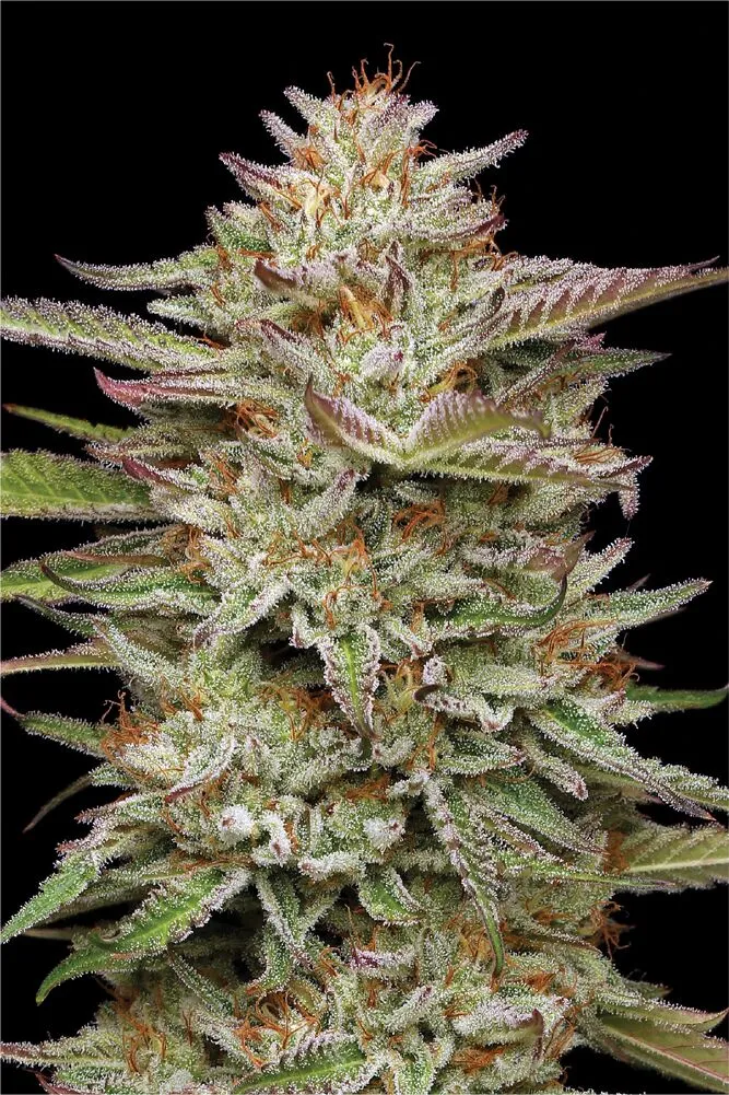 BANANA OG AUTOFLOWER