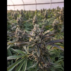 CHICKEN DANCE 10ct REGS