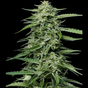 BLUEBERRY HONEY FEMS