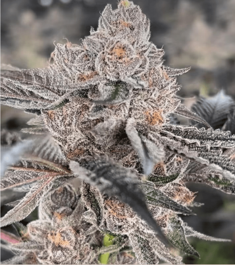 LANTZ X COOKIES 10CT REGS