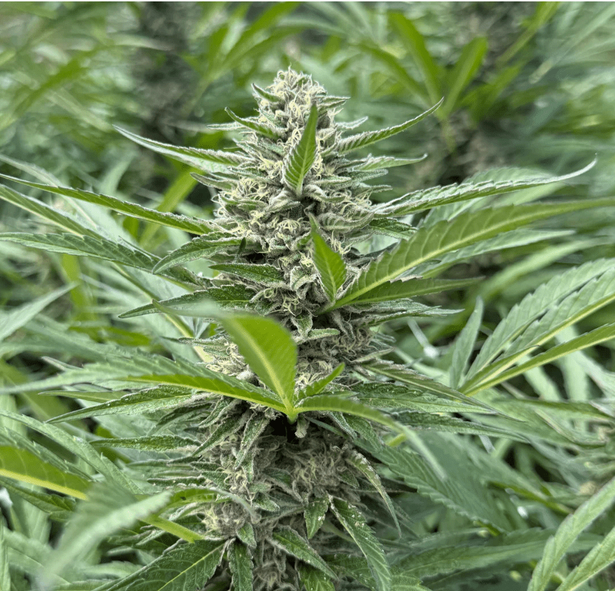 精霊ルダ Z X LANTZ 10CT REGS - ChiTown Seeds